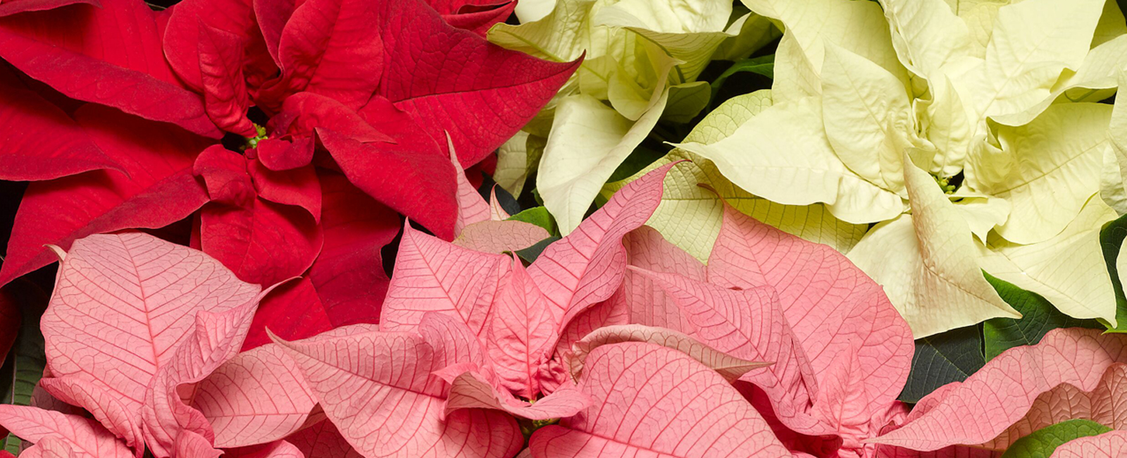 Red Poinsettia Flower, Also Known As The Christmas Star Or Bartholomew